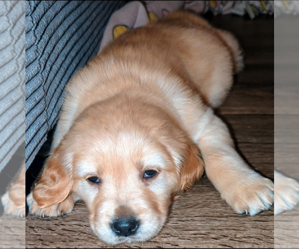Medium Photo #8  Breeder Profile in MILACA, MN, USA
