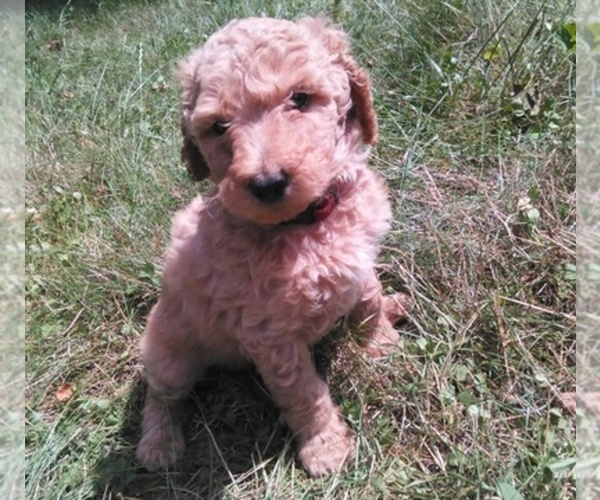 Medium Photo #1  Breeder Profile in MUNITH, MI, USA