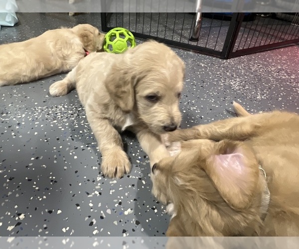 Medium Photo #3  Breeder Profile in FORT LAUDERDALE, FL, USA