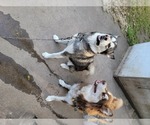 Small #1 Breeder Profile image