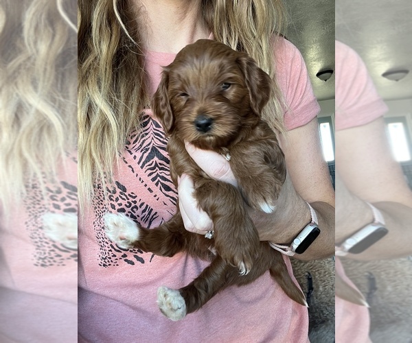 Medium Photo #1  Breeder Profile in NEPHI, UT, USA