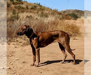 Main photo of Rhodesian Ridgeback Dog Breeder near THOUSAND OAKS, CA, USA