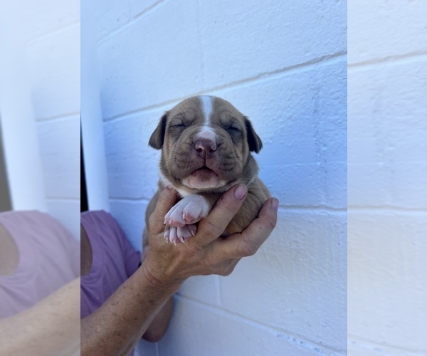 Medium Photo #11  Breeder Profile in GOSHEN, KY, USA