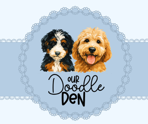 Goldendoodle (Miniature) Dog Breeder near CHESAPEAKE, VA, USA