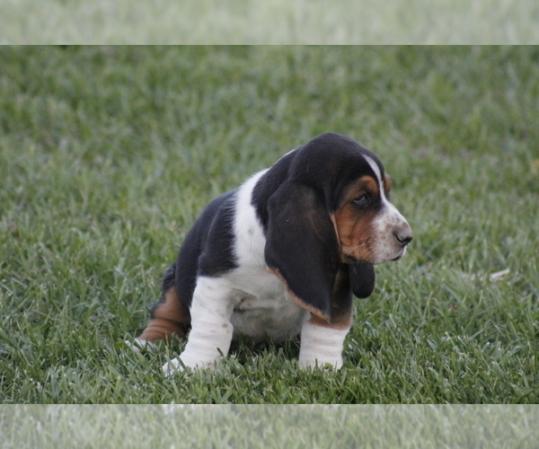 Medium Photo #3  Breeder Profile in MEMPHIS, MO, USA