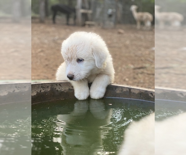 Medium Photo #1  Breeder Profile in SAN MARCOS, TX, USA
