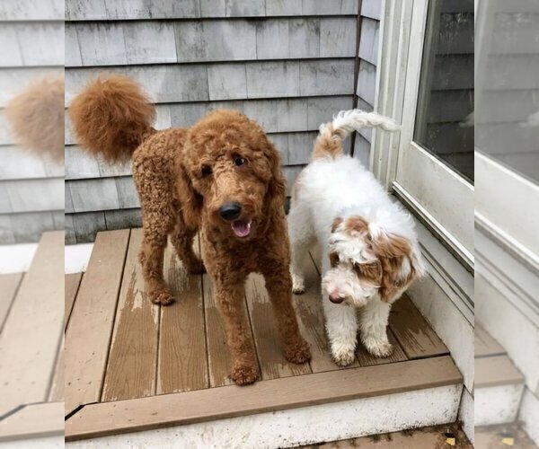 Medium Photo #1  Breeder Profile in GLOCESTER, RI, USA