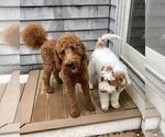 Small breeder photo