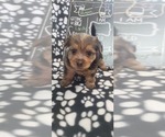 Small #269 Breeder Profile image