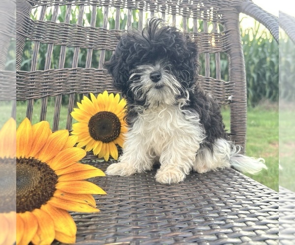 Medium Photo #3  Breeder Profile in WEST SALEM, OH, USA