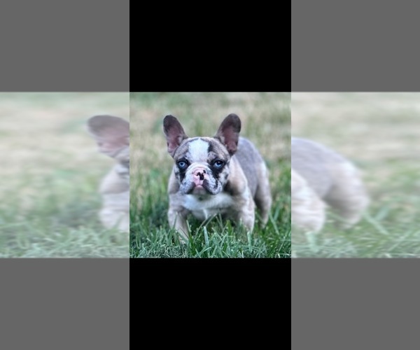 Medium Photo #1  Breeder Profile in MAPLE HEIGHTS, OH, USA