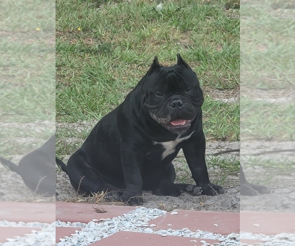 Medium Photo #1  Breeder Profile in NORTH PORT, FL, USA