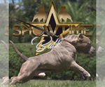Small Photo #1  Breeder Profile in CLEARWATER, FL, USA