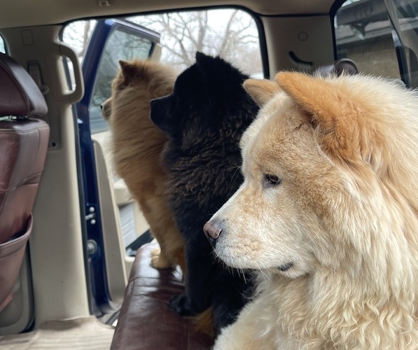 Medium Photo #1  Breeder Profile in DALLAS, TX, USA