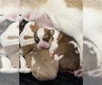 Small #31 Breeder Profile image