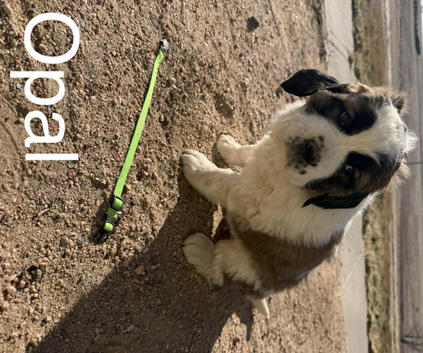 Medium Photo #17  Breeder Profile in OTIS, CO, USA