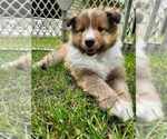 Small breeder photo