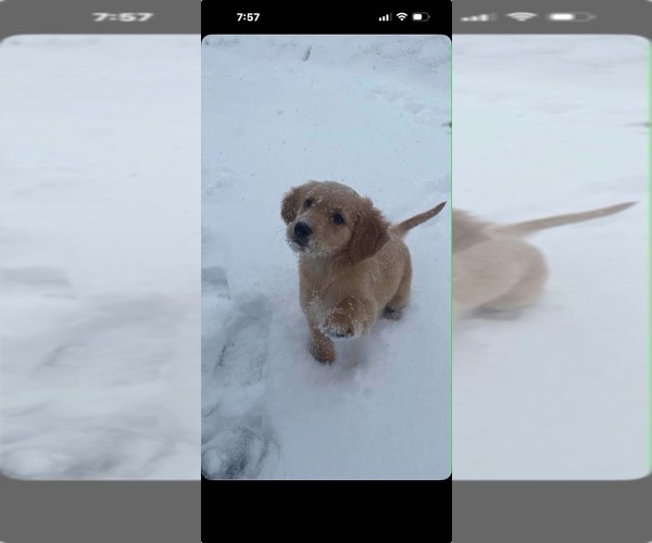 Medium Photo #1  Breeder Profile in MADISON, NC, USA