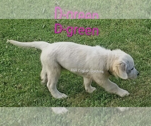 Medium Photo #11  Breeder Profile in BROWNSTOWN, MI, USA