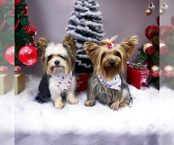 Medium Photo #4  Breeder Profile in OWENSVILLE, MO, USA