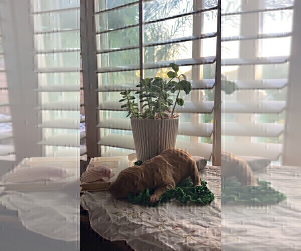 Medium Photo #44  Breeder Profile in HUNTINGTON BEACH, CA, USA