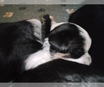 Small #43 Breeder Profile image