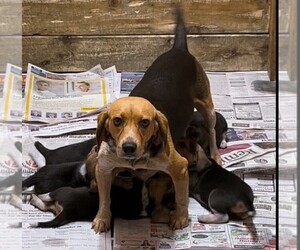 Medium Breeder Profile Photo