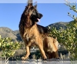 Small #12 Breeder Profile image