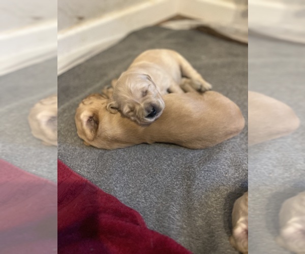 Medium Photo #20  Breeder Profile in SWEETWATER, TN, USA
