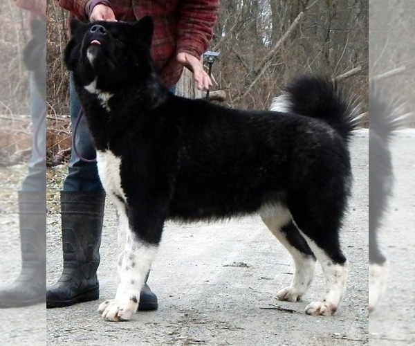 Medium Photo #1  Breeder Profile in LATONIA, KY, USA