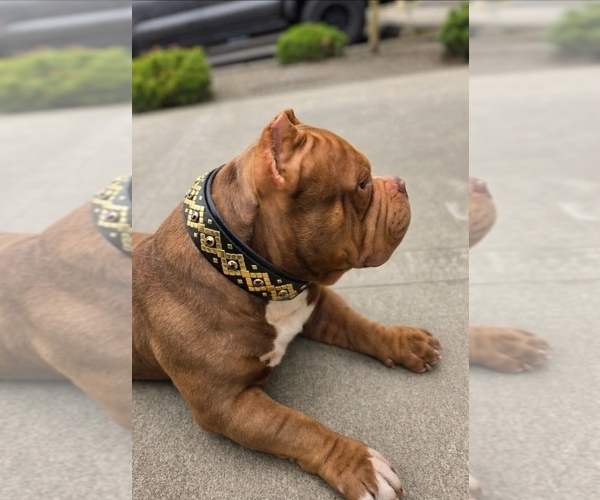 Medium Photo #9  Breeder Profile in PUYALLUP, WA, USA