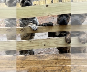 Presa Canario Dog Breeder near FAYETTEVILLE, NC, USA