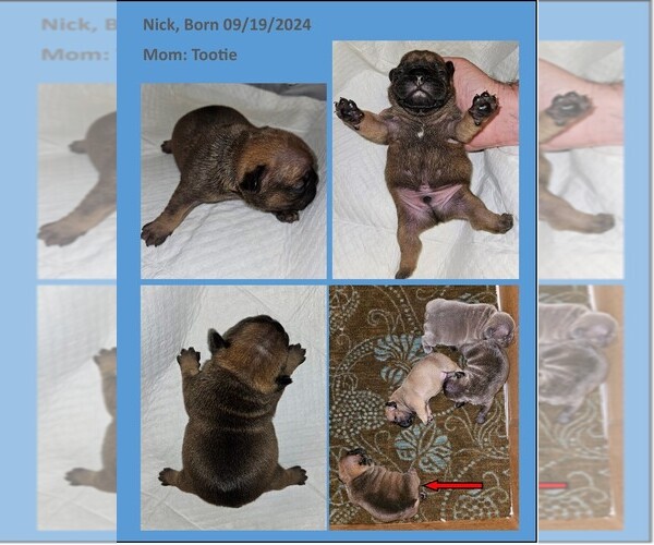 Medium Photo #8  Breeder Profile in BASTROP, TX, USA