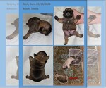 Small #7 Breeder Profile image