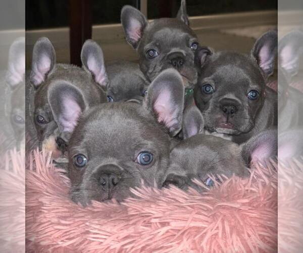 Medium Photo #1  Breeder Profile in FT MYERS, FL, USA
