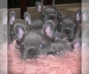 French Bulldog Dog Breeder near FT MYERS, FL, USA