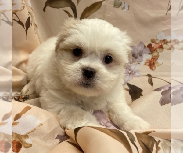 Medium Photo #10  Breeder Profile in HENNIKER, NH, USA