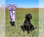 Small Photo #3  Breeder Profile in WISNER, NE, USA