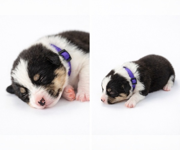 Medium Photo #18  Breeder Profile in BELFIELD, ND, USA