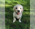 Small breeder photo