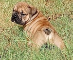 Small Photo #13  Breeder Profile in GREEN FOREST, AR, USA