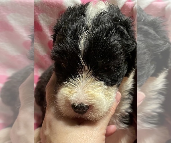 Medium Photo #7  Breeder Profile in WAKE FOREST, NC, USA