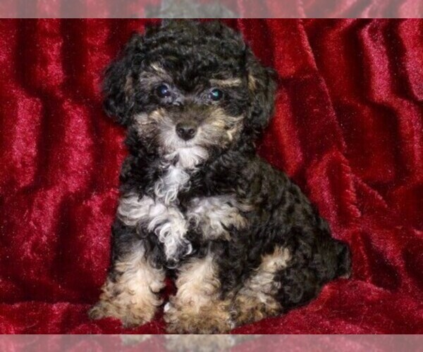 Medium Photo #1  Breeder Profile in HARTFORD, AR, USA