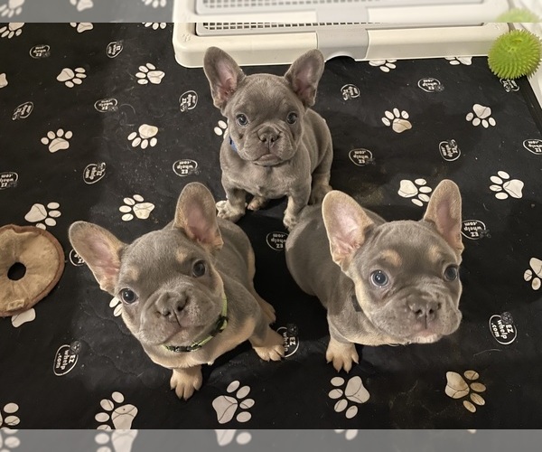 Medium Photo #2  Breeder Profile in EASTVALE, CA, USA