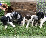 Small #15 Breeder Profile image