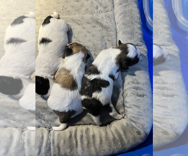 Medium Photo #1  Breeder Profile in SALEM, WI, USA