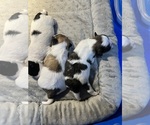 Small breeder photo