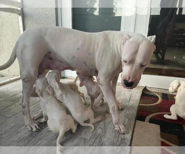 Medium Photo #1  Breeder Profile in CAPE CORAL, FL, USA