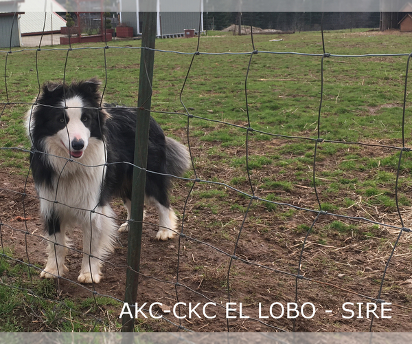 Medium Photo #2  Breeder Profile in MOSIER, OR, USA