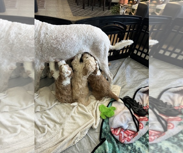 Medium Photo #14  Breeder Profile in GRAND JCT, CO, USA